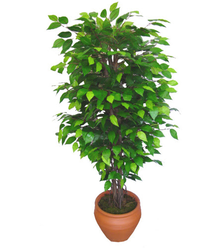 Ficus Benjamin 1,50 cm   Bartn anneler gn iek yolla 