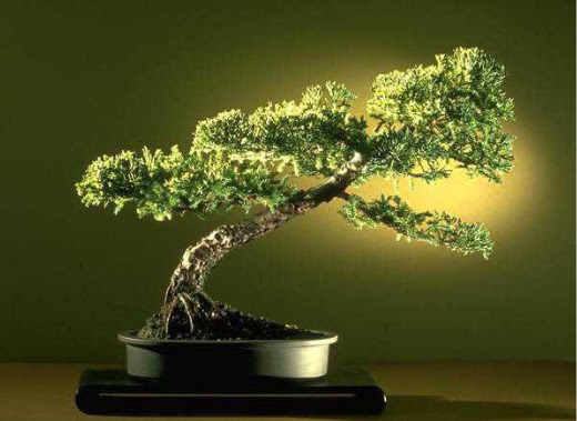 ithal bonsai saksi iegi  Bartn ieki maazas 