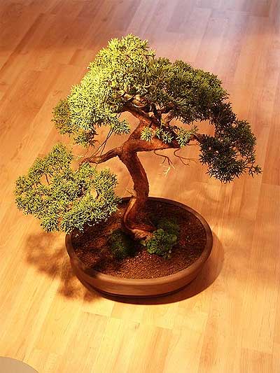 ithal bonsai saksi iegi  Bartn iek maazas , ieki adresleri 