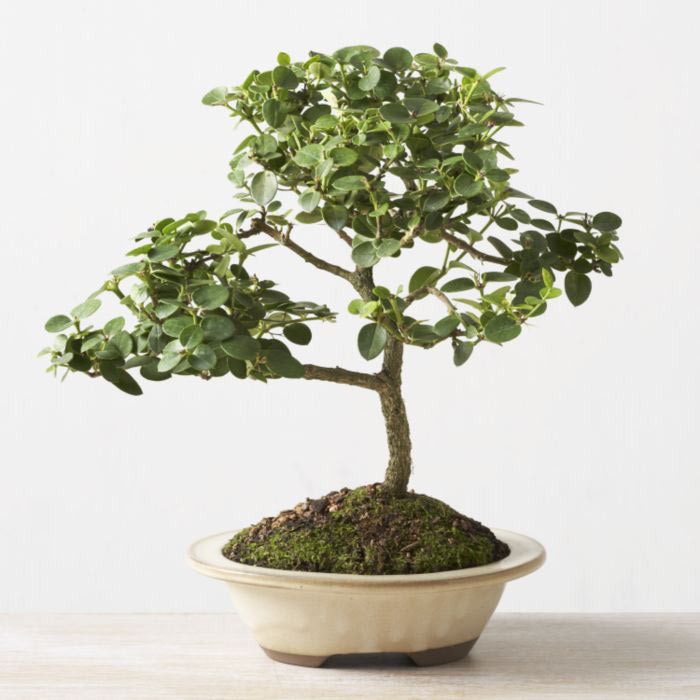 ithal bonsai saksi iegi  Bartn iek online iek siparii 