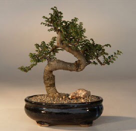 ithal bonsai saksi iegi  Bartn 14 ubat sevgililer gn iek 
