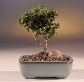 Bartn iek yolla  ithal bonsai saksi iegi  Bartn internetten iek sat 