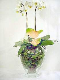  Bartn iek sat  Cam yada mika vazoda zel orkideler