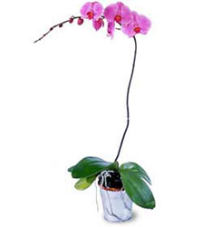 Bartn cicekciler , cicek siparisi  Orkide ithal kaliteli orkide 