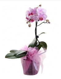 1 dal pembe orkide saksı çiçeği  Bartın kaliteli taze ve ucuz çiçekler 