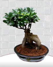 saks iei japon aac bonsai  Bartn kaliteli taze ve ucuz iekler 