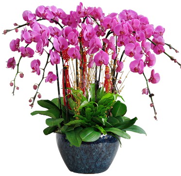 9 dallı mor orkide  Bartın 14 şubat sevgililer günü çiçek 
