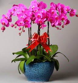 7 dall mor orkide  Bartn iek online iek siparii 