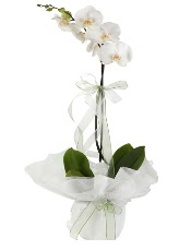 1 dal beyaz orkide iei  Bartn iek siparii vermek 