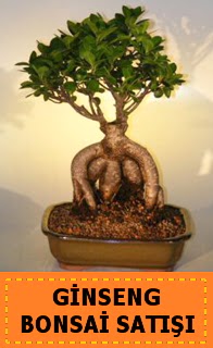 Ginseng bonsai sat japon aac  Bartn cicek , cicekci 