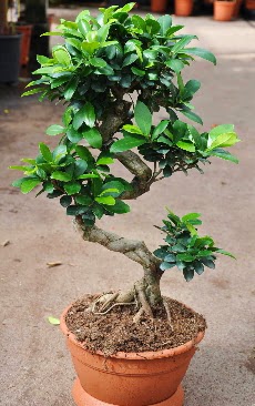 Orta boy bonsai saks bitkisi  Bartn internetten iek siparii 