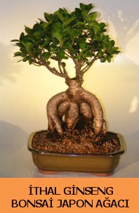 thal japon aac ginseng bonsai sat  Bartn nternetten iek siparii 