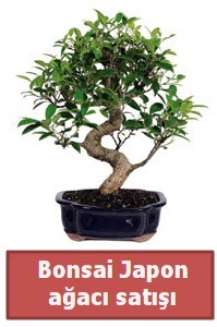 Japon aac bonsai sat  Bartn iek siparii sitesi 