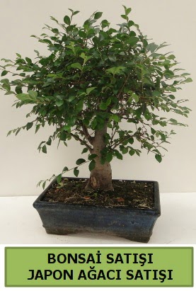 Minyatr bonsai japon aac sat  Bartn iek gnderme sitemiz gvenlidir 