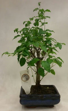 Minyatr bonsai japon aac sat  Bartn ieki telefonlar 