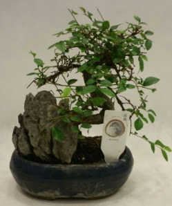 thal 1.ci kalite bonsai japon aac  Bartn iek sat 