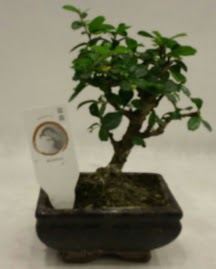 Kk minyatr bonsai japon aac  Bartn iek gnderme 