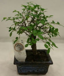Minyatr ithal japon aac bonsai bitkisi  Bartn iek sat 