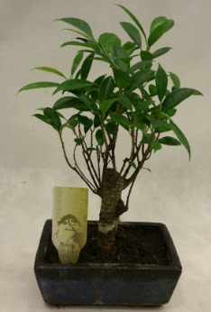 Japon aac bonsai bitkisi sat  Bartn ieki telefonlar 