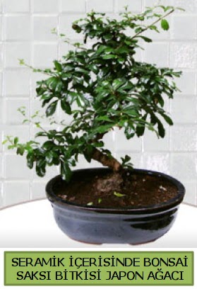 Seramik vazoda bonsai japon aac bitkisi  Bartn iek siparii sitesi 