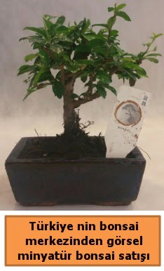 Japon aac bonsai sat ithal grsel  Bartn iek yolla 
