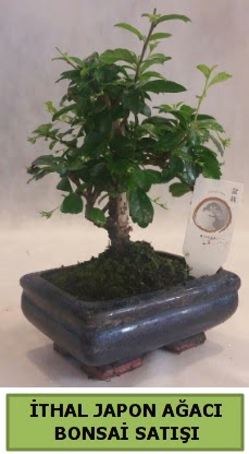 thal japon aac bonsai bitkisi sat  Bartn ieki telefonlar 