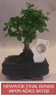 Kk grsel bonsai japon aac bitkisi  Bartn iek , ieki , iekilik 