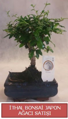 thal kk boy minyatr bonsai aa bitkisi  Bartn ieki telefonlar 