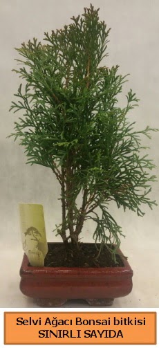Selvi aac bonsai japon aac bitkisi  Bartn iek sat 