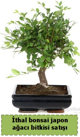 thal bonsai saks iei Japon aac sat  Bartn nternetten iek siparii 
