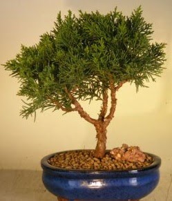 Servi am bonsai japon aac bitkisi  Bartn iek yolla 