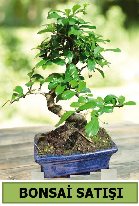 am bonsai japon aac sat  Bartn iek sat 