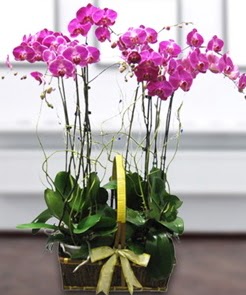 7 dall mor lila orkide  Bartn iek gnderme sitemiz gvenlidir 
