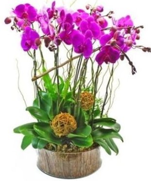 Ahap ktkte lila mor orkide 8 li  Bartn internetten iek sat 