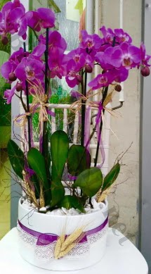 Seramik vazoda 4 dall mor lila orkide  Bartn online iek gnderme sipari 