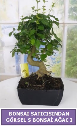 S dal erilii bonsai japon aac  Bartn iek sat 