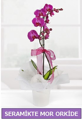 Seramik içerisinde birinci kalite tek dallı mor orkide  Bartın İnternetten çiçek siparişi 
