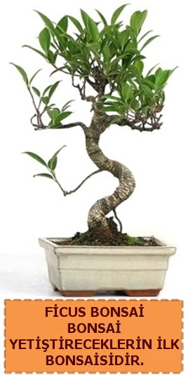 Ficus bonsai 15 ile 25 cm arasndadr  Bartn iek yolla 