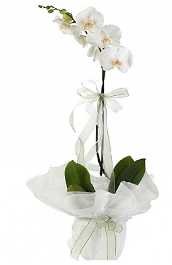 Tekli Beyaz Orkide  Bartn hediye iek yolla 
