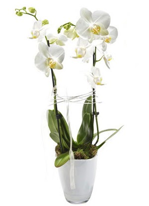2 dall beyaz seramik beyaz orkide sakss  Bartn iek gnderme sitemiz gvenlidir 