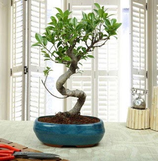 Amazing Bonsai Ficus S thal  Bartn internetten iek siparii 
