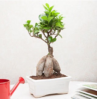 Exotic Ficus Bonsai ginseng  Bartn iek servisi , ieki adresleri 