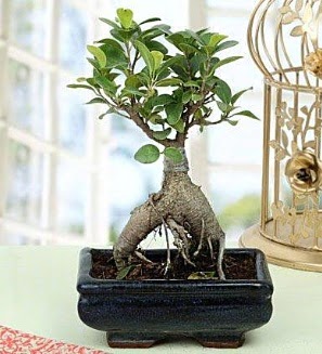 Appealing Ficus Ginseng Bonsai  Bartn anneler gn iek yolla 