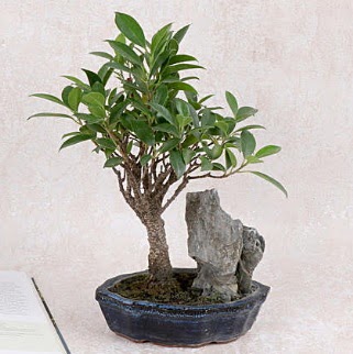Japon aac Evergreen Ficus Bonsai  Bartn iek gnderme sitemiz gvenlidir 