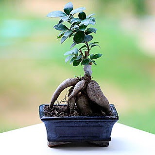 Marvellous Ficus Microcarpa ginseng bonsai  Bartn iek siparii vermek 