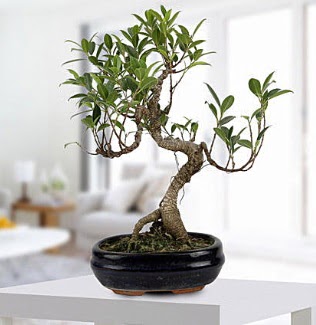 Gorgeous Ficus S shaped japon bonsai  Bartn yurtii ve yurtd iek siparii 