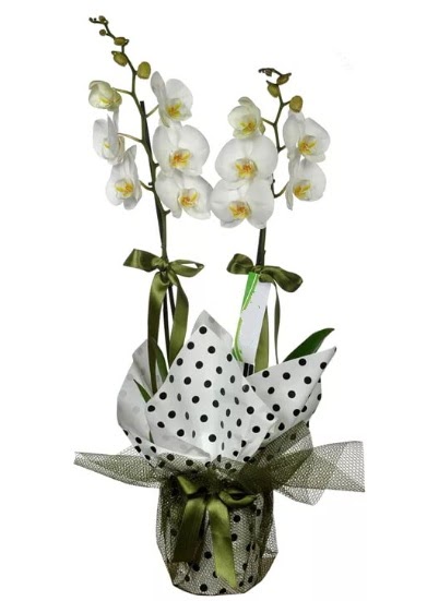 ift Dall Beyaz Orkide  Bartn 14 ubat sevgililer gn iek 