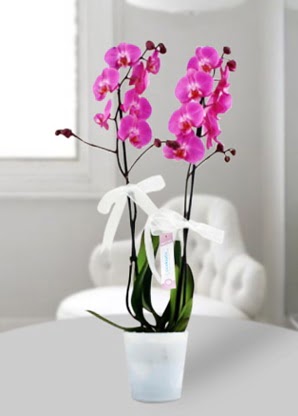 Çift dallı mor orkide  Bartın çiçekçiler 