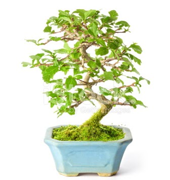 S zerkova bonsai ksa sreliine  Bartn nternetten iek siparii 
