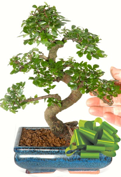 Yaklak 25 cm boyutlarnda S bonsai  Bartn iek siparii sitesi 